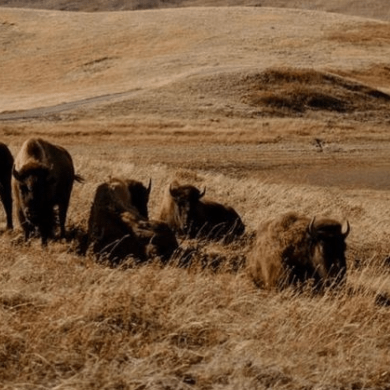 "Ride or Die" Ribbed Tank - Intrigue Ink Visit Bozeman, Unique Shopping Boutique in Montana, Work from Home Clothes for Women