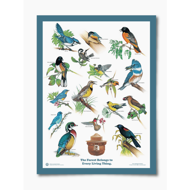Birds of the Forest Educational Poster - Intrigue Ink Visit Bozeman, Unique Shopping Boutique in Montana, Work from Home Clothes for Women