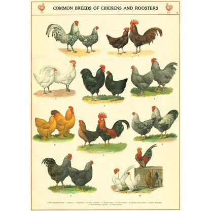 Chickens and Roosters Cavallini Poster - Intrigue Ink Visit Bozeman, Unique Shopping Boutique in Montana, Work from Home Clothes for Women